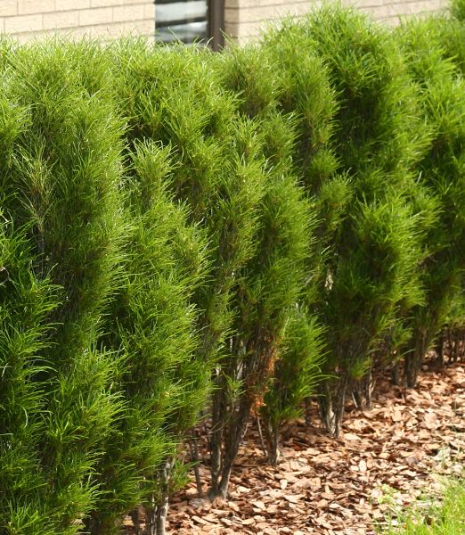 Frangula alnus 'Ron Williams'